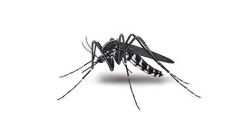 Mosquito Control - Sherborn, MA